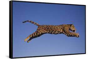 Jaguar Jumping through Sky-DLILLC-Framed Stretched Canvas