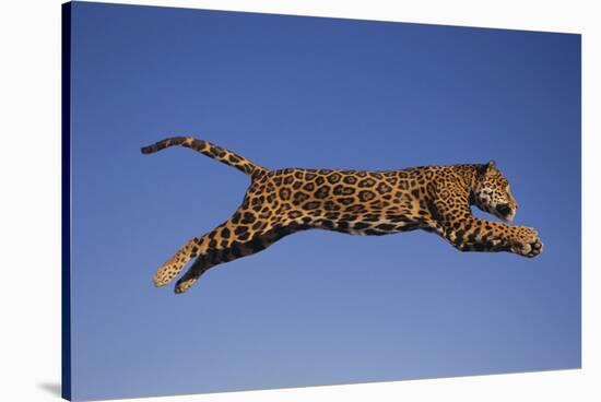 Jaguar Jumping through Sky-DLILLC-Stretched Canvas