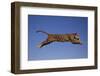 Jaguar Jumping through Sky-DLILLC-Framed Premium Photographic Print