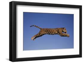 Jaguar Jumping through Sky-DLILLC-Framed Premium Photographic Print