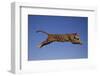 Jaguar Jumping through Sky-DLILLC-Framed Premium Photographic Print