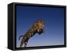 Jaguar Jumping through Sky-DLILLC-Framed Stretched Canvas