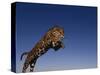 Jaguar Jumping through Sky-DLILLC-Stretched Canvas