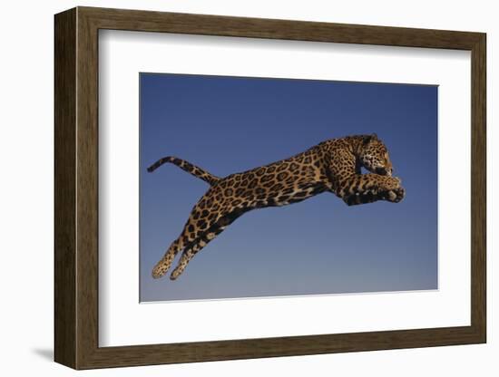 Jaguar Jumping through Sky-DLILLC-Framed Photographic Print