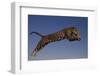 Jaguar Jumping through Sky-DLILLC-Framed Photographic Print