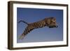 Jaguar Jumping through Sky-DLILLC-Framed Photographic Print