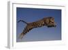 Jaguar Jumping through Sky-DLILLC-Framed Photographic Print