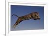 Jaguar Jumping through Sky-DLILLC-Framed Photographic Print