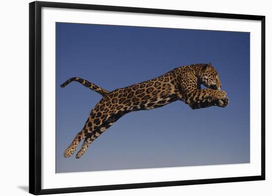 Jaguar Jumping through Sky-DLILLC-Framed Photographic Print