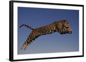 Jaguar Jumping through Sky-DLILLC-Framed Photographic Print