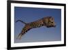 Jaguar Jumping through Sky-DLILLC-Framed Photographic Print