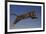 Jaguar Jumping through Sky-DLILLC-Framed Photographic Print