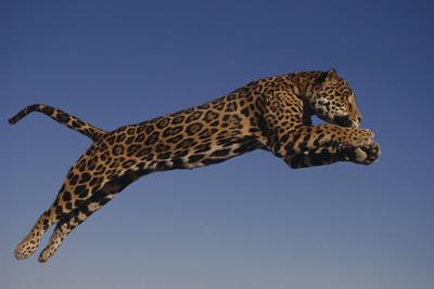 Jump to my jaguar