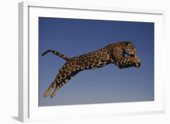 Jaguar Jumping through Sky-DLILLC-Framed Photographic Print