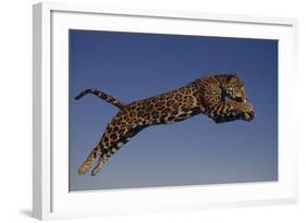 Jaguar Jumping through Sky-DLILLC-Framed Photographic Print