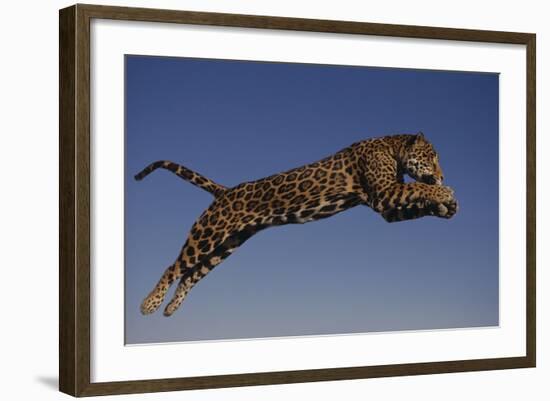 Jaguar Jumping through Sky-DLILLC-Framed Photographic Print