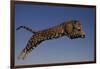 Jaguar Jumping through Sky-DLILLC-Framed Photographic Print