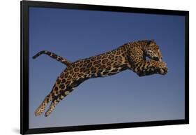 Jaguar Jumping through Sky-DLILLC-Framed Photographic Print