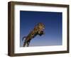 Jaguar Jumping through Sky-DLILLC-Framed Photographic Print