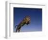 Jaguar Jumping through Sky-DLILLC-Framed Photographic Print