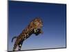 Jaguar Jumping through Sky-DLILLC-Mounted Photographic Print