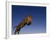 Jaguar Jumping through Sky-DLILLC-Framed Photographic Print