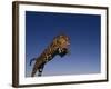 Jaguar Jumping through Sky-DLILLC-Framed Photographic Print