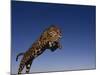 Jaguar Jumping through Sky-DLILLC-Mounted Photographic Print