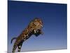 Jaguar Jumping through Sky-DLILLC-Mounted Photographic Print