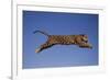 Jaguar Jumping through Sky-DLILLC-Framed Photographic Print