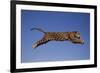 Jaguar Jumping through Sky-DLILLC-Framed Photographic Print