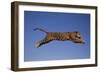 Jaguar Jumping through Sky-DLILLC-Framed Photographic Print