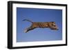 Jaguar Jumping through Sky-DLILLC-Framed Photographic Print