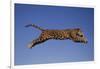 Jaguar Jumping through Sky-DLILLC-Framed Photographic Print