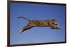 Jaguar Jumping through Sky-DLILLC-Framed Photographic Print