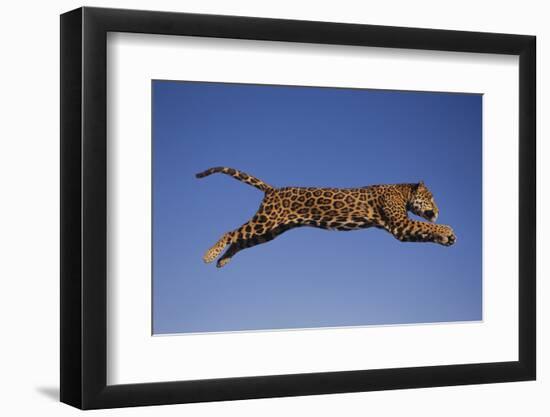 Jaguar Jumping through Sky-DLILLC-Framed Photographic Print