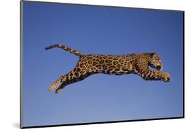 Jaguar Jumping through Sky-DLILLC-Mounted Photographic Print