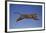 Jaguar Jumping through Sky-DLILLC-Framed Photographic Print