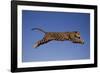 Jaguar Jumping through Sky-DLILLC-Framed Photographic Print