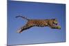 Jaguar Jumping through Sky-DLILLC-Mounted Photographic Print