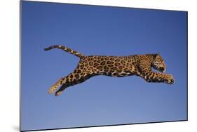 Jaguar Jumping through Sky-DLILLC-Mounted Photographic Print