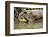 Jaguar killing Spectacled caiman in Piquiri River, Pantanal Mato Grosso, Brazil-Luiz Claudio Marigo-Framed Photographic Print