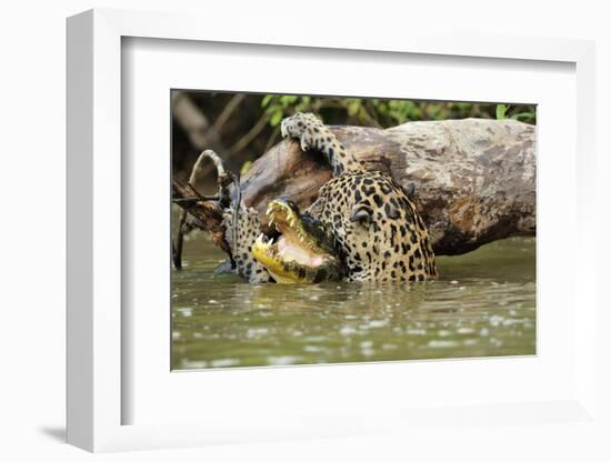 Jaguar killing Spectacled caiman in Piquiri River, Pantanal Mato Grosso, Brazil-Luiz Claudio Marigo-Framed Photographic Print