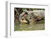 Jaguar killing Spectacled caiman in Piquiri River, Pantanal Mato Grosso, Brazil-Luiz Claudio Marigo-Framed Photographic Print