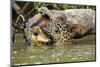 Jaguar killing Spectacled caiman in Piquiri River, Pantanal Mato Grosso, Brazil-Luiz Claudio Marigo-Mounted Photographic Print