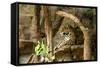 Jaguar, Loro Parque, Tenerife, Canary Islands, 2007-Peter Thompson-Framed Stretched Canvas