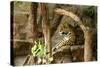 Jaguar, Loro Parque, Tenerife, Canary Islands, 2007-Peter Thompson-Stretched Canvas