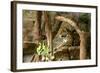 Jaguar, Loro Parque, Tenerife, Canary Islands, 2007-Peter Thompson-Framed Photographic Print