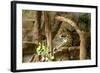 Jaguar, Loro Parque, Tenerife, Canary Islands, 2007-Peter Thompson-Framed Photographic Print