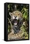 Jaguar Lying Down Yawning-null-Framed Stretched Canvas